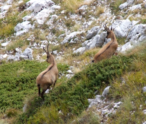 Camoscio d''Abruzzo Rupicapra pyrenaica ornata